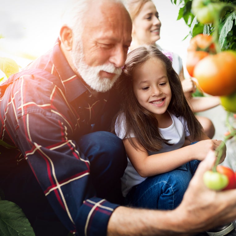 family picking up tomatoes