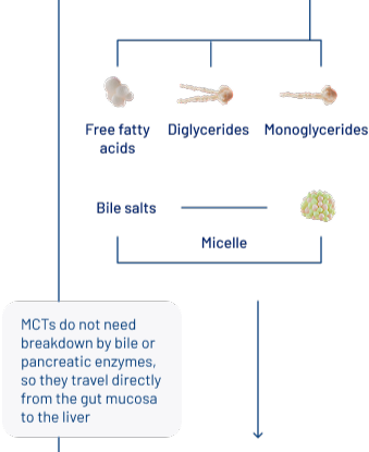 Intestinal Lumen image