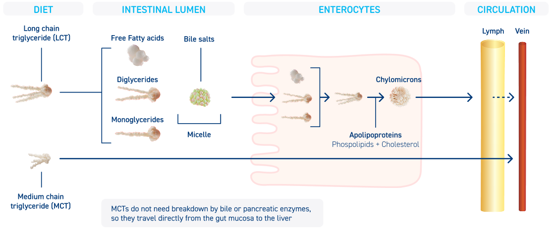 Chain Trigylerides chart image