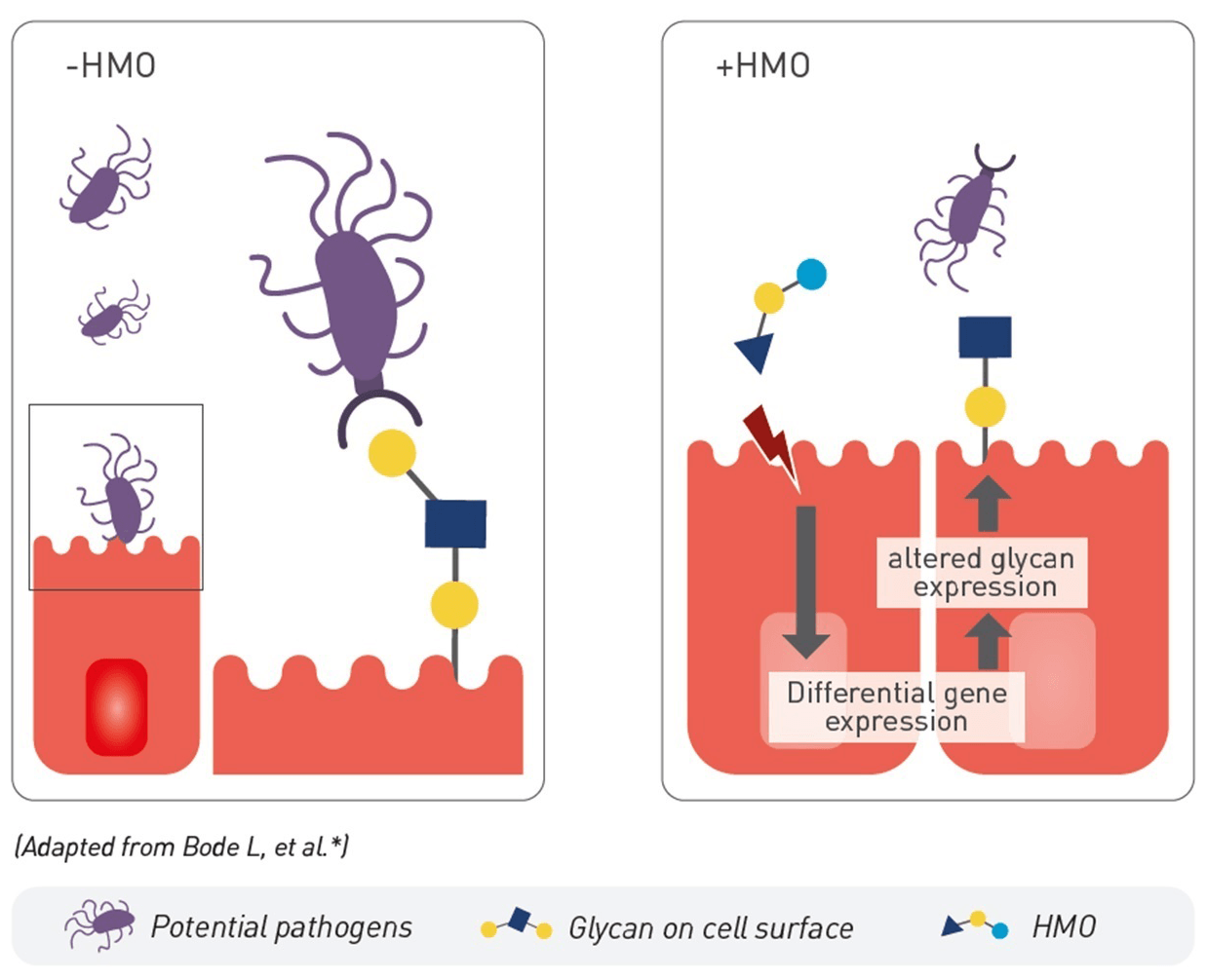 Gut barrier