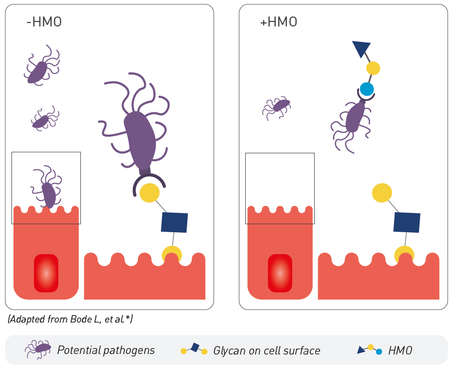 Potential pathogens