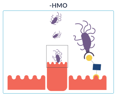 hmo-icon