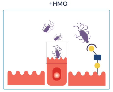 hmo-icon