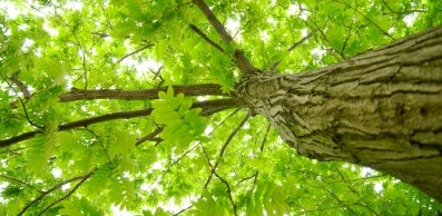 nature image