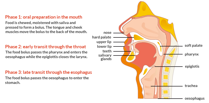 swallowing